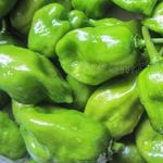 Habanero peppers thumbnail 5
