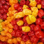Habanero peppers thumbnail 3