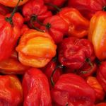 Habanero peppers thumbnail 0