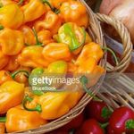 Habanero peppers thumbnail 4